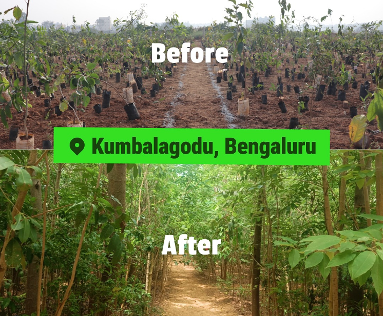 Corporate Campus Forest